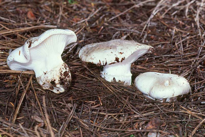 Hygrophorus subalpinus